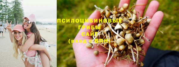 стаф Аркадак